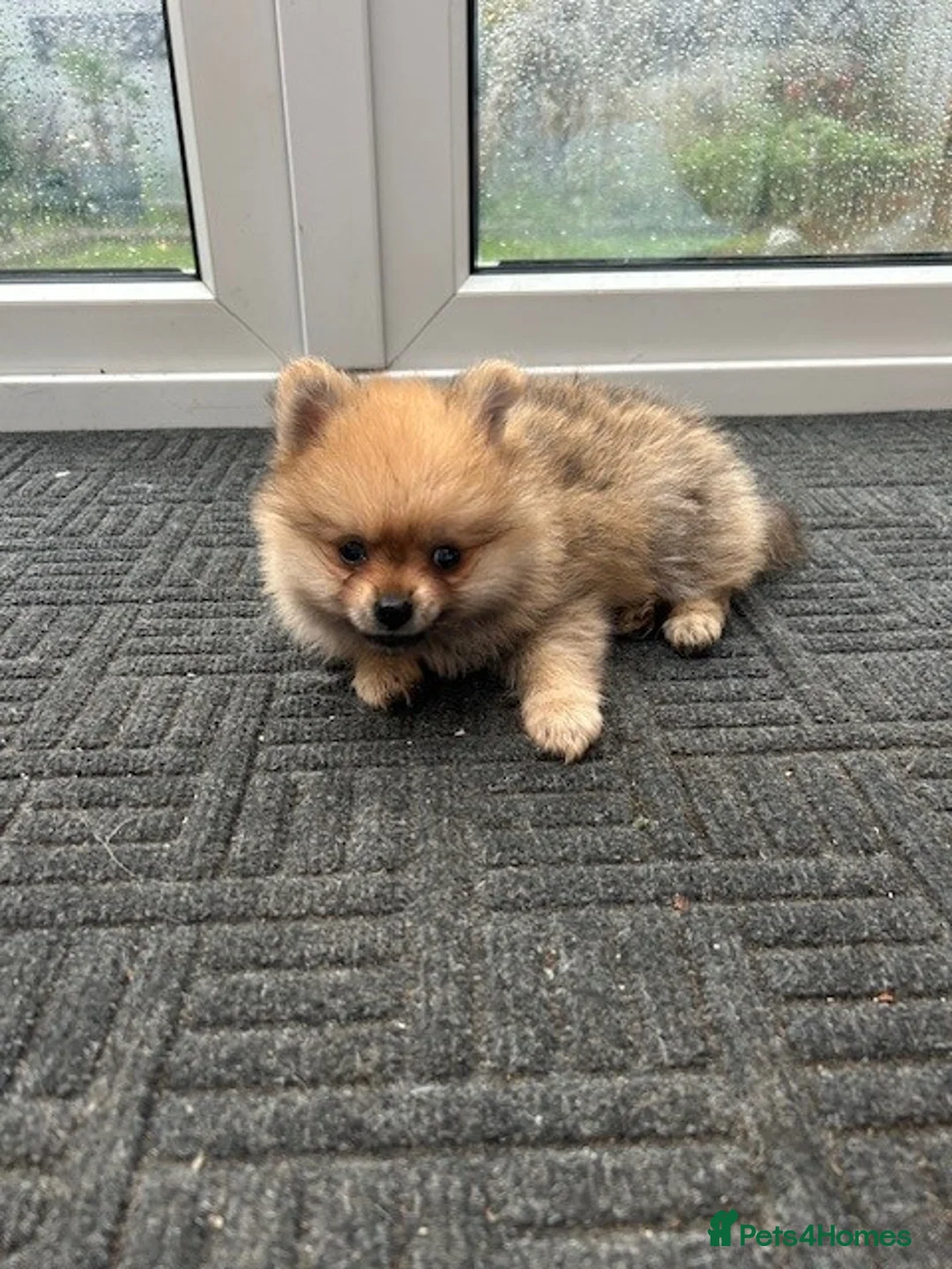 Pomeranian dogs for sale: Tiny Pomeranian Puppies - Advert 26