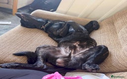 Mixed Breed dogs for sale: German Corso - 11 month old Male - Image 3