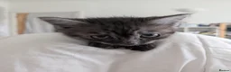 Mixed Breed cats for sale: 3 male kittens for sale - Advert 4