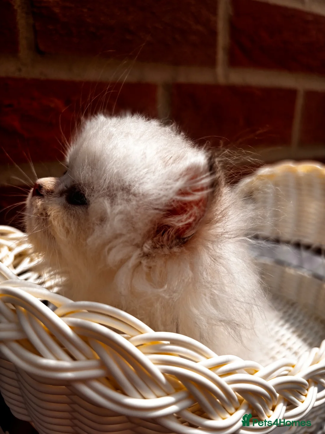 British Longhair cats for sale: British Longhair silver boy - Advert 11