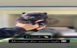 Pomeranian dogs for sale: Pomeranians - Image 2