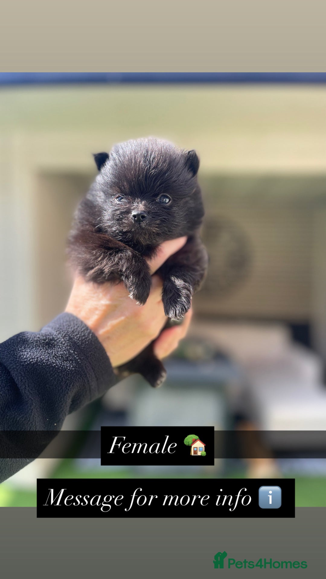 Pomeranian dogs for sale: Pomeranians - Image 2