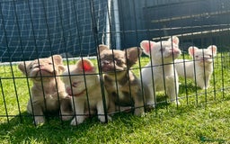 French Bulldog dogs for sale: Fluffy Frenchies - Image 1