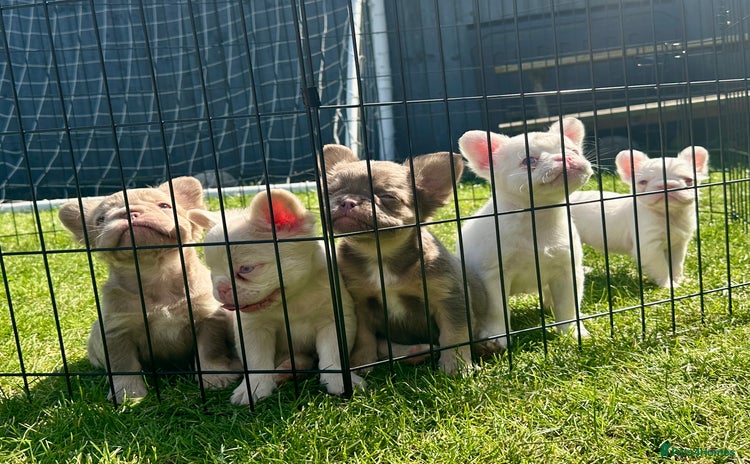 French Bulldog dogs - Advert 3