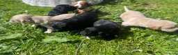 Cocker Spaniel dogs for sale: Pretty RKC Cocker Spaniel pups DNA Health Tested - Advert 5