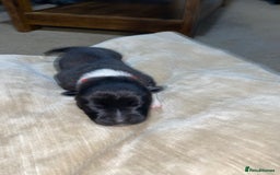 Akita dogs for sale: Beautiful American Akita Puppies  - Advert 36