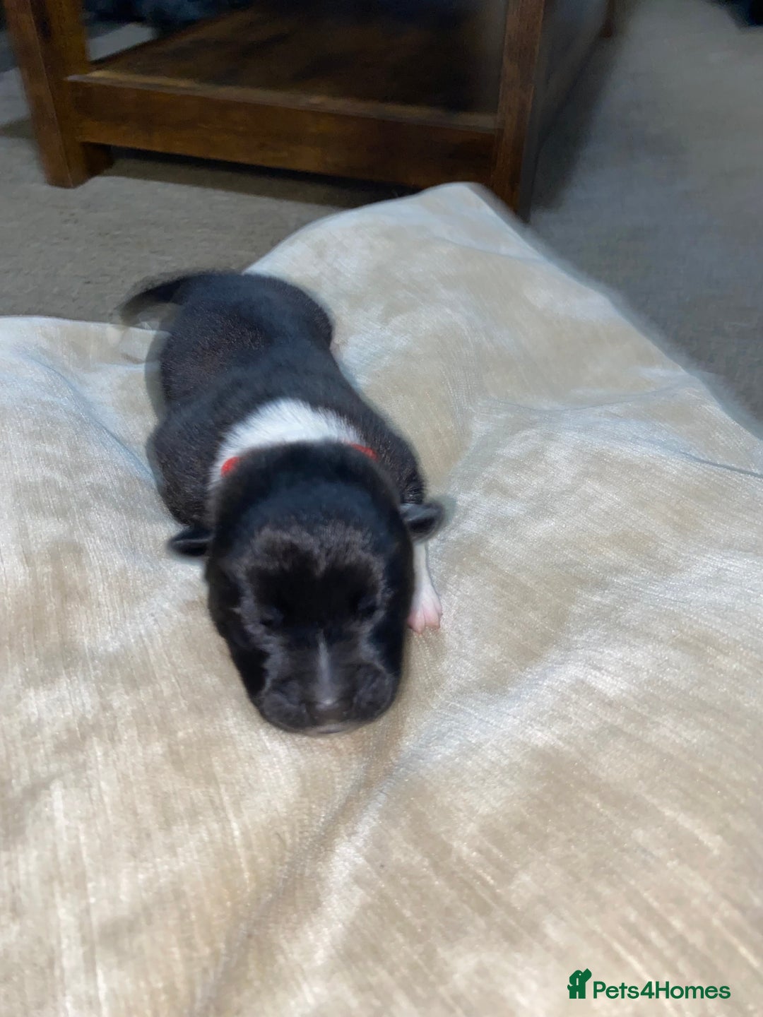 Akita dogs for sale: Beautiful American Akita Puppies  - Advert 36