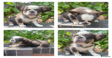 French Bulldog dogs in Nottingham - Advert 3