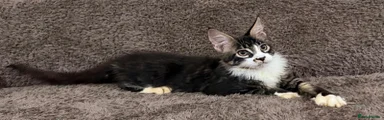 Maine Coon 3