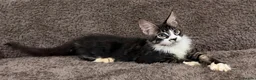 Maine Coon cats for sale: Ready for home pure bred maine coon kittens - Advert 5