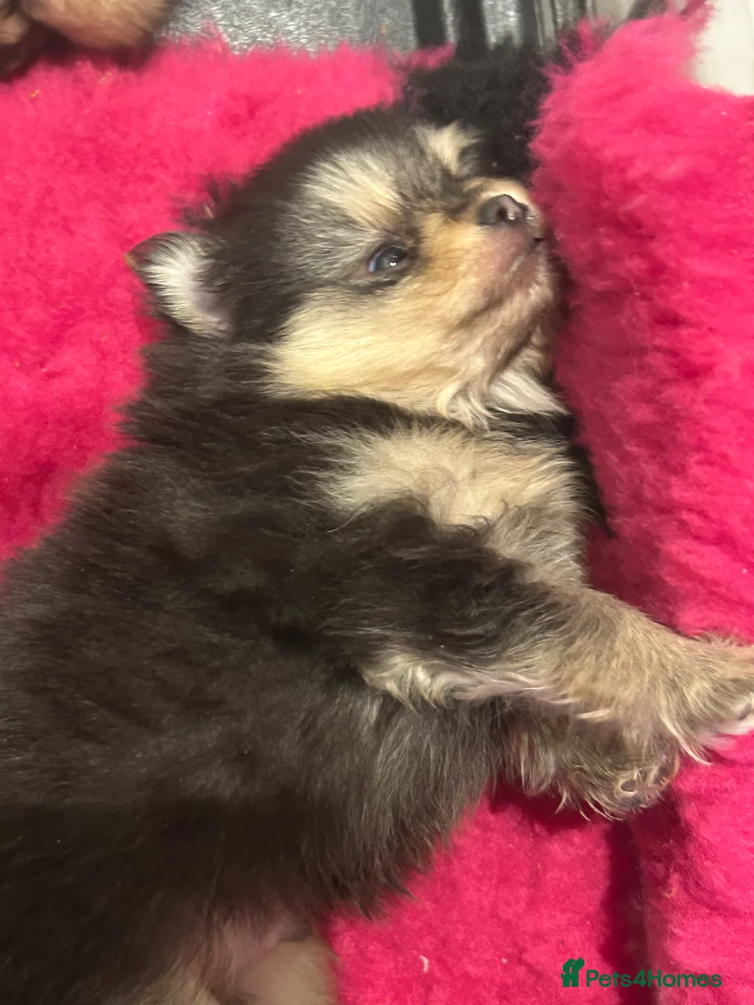 Pomeranian dogs for sale: Kc reg stunning pomeranian puppies  - Advert 24