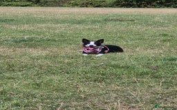 Border Collie dogs for sale: Female border collie - Image 1
