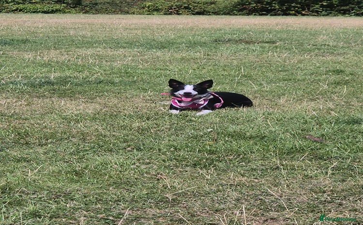 Border Collie dogs - Advert 1