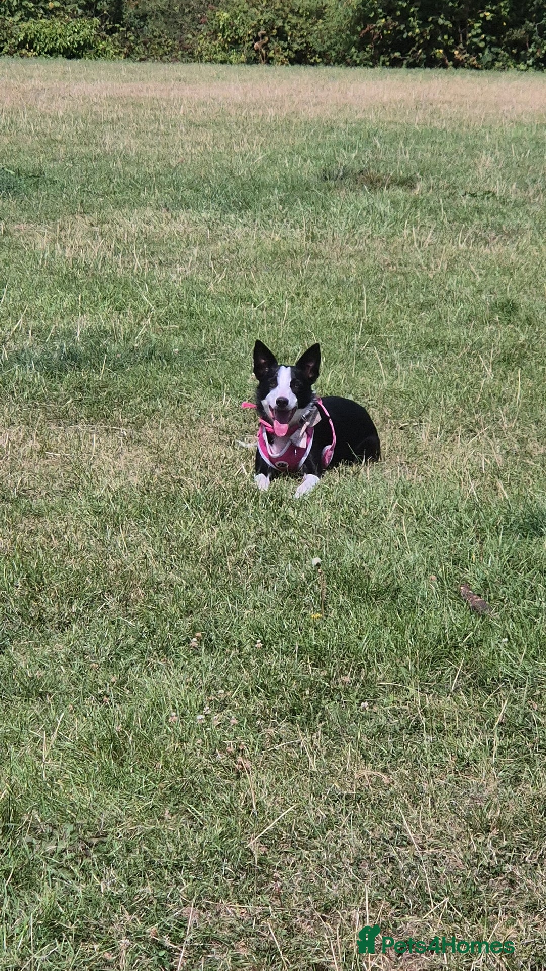 Border Collie dogs for sale: Female border collie - Image 1