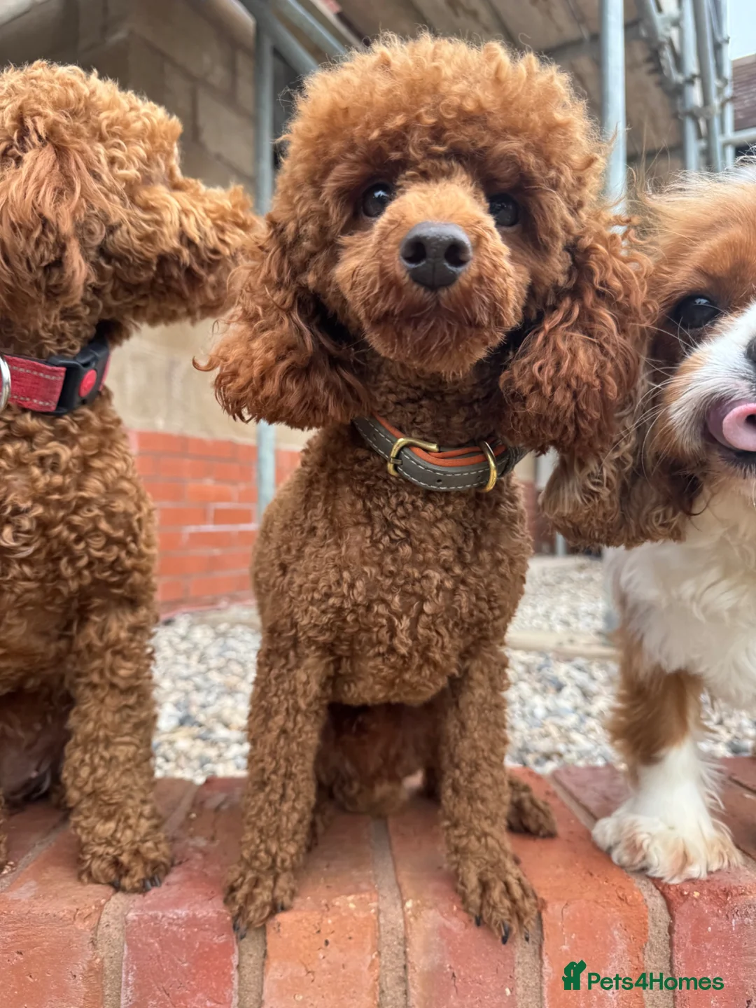 Cavapoo dogs for sale: Stunning F1b Cavapoo puppies- 5* licensed - Advert 19