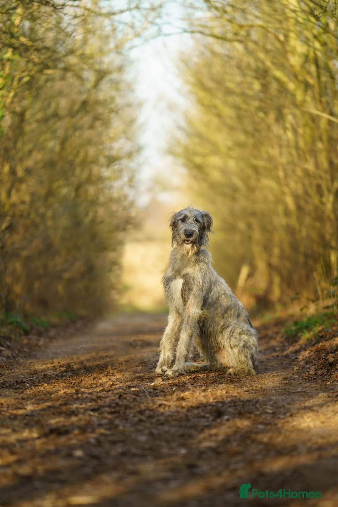 Irish Wolfhound dogs for sale: Health Tested, KC Reg Irish Wolfhounds  - Advert 1