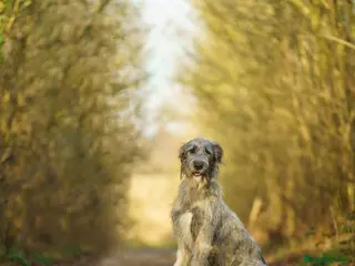 Irish Wolfhound dogs Health Tested, KC Reg Irish Wolfhounds - Advert 1