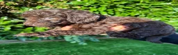 Labradoodle dogs for sale: Our Therapy Dog has had a litter of Labradoodles  - Advert 4