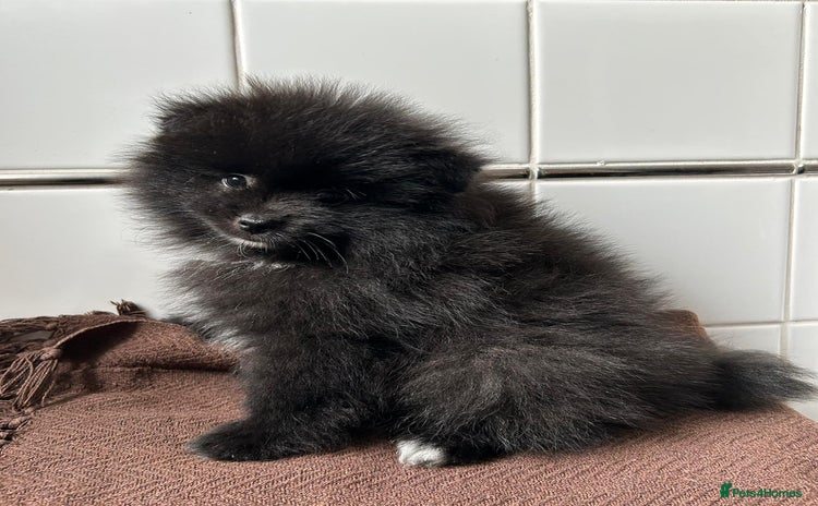 Pomeranian dogs - Advert 2