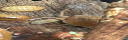 Isopods invertebrates for sale: Mixed types Isopods Orange Springtails  - Advert 14