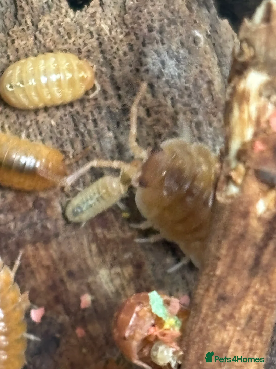 Isopods invertebrates for sale: Mixed types Isopods Orange Springtails  - Advert 14