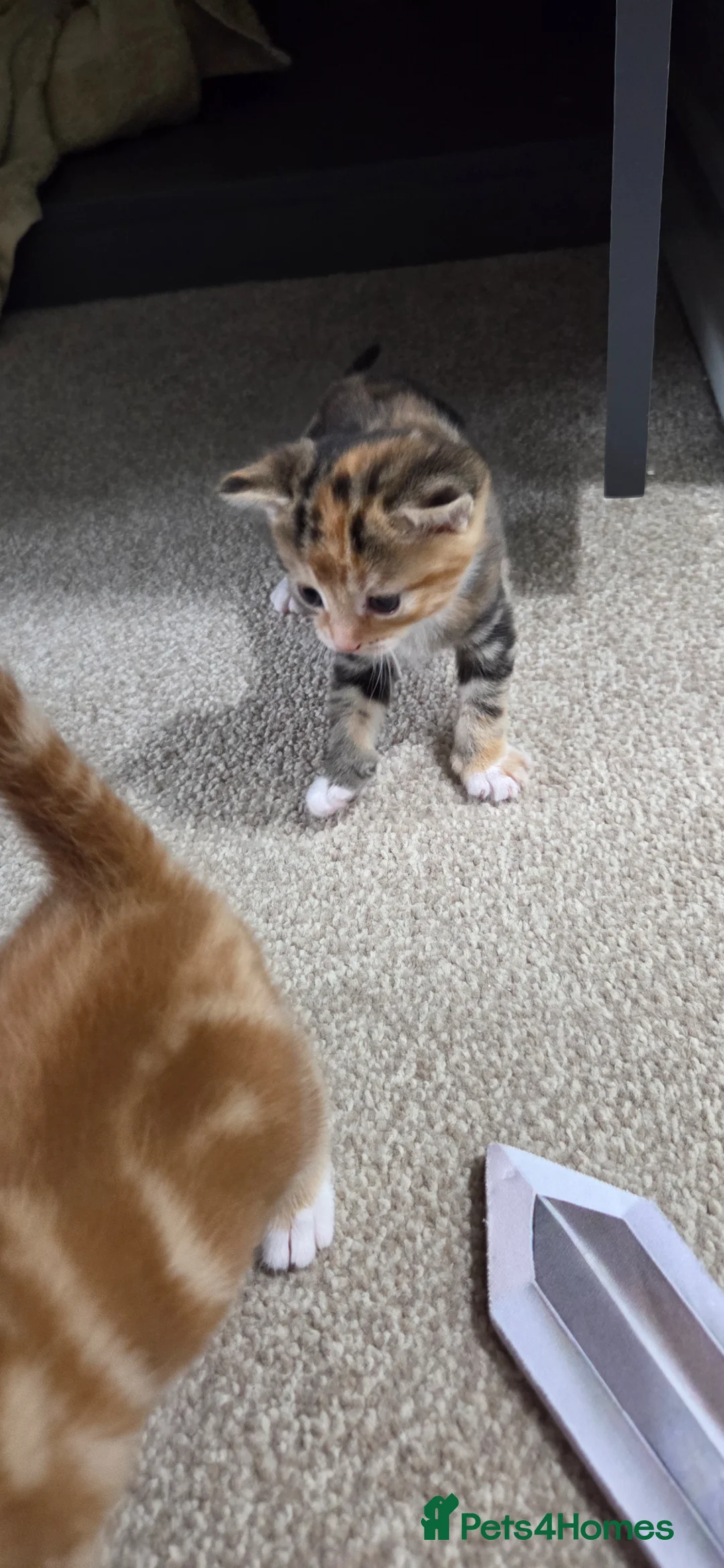 British Shorthair cats for sale: 2 kittens  - Advert 2