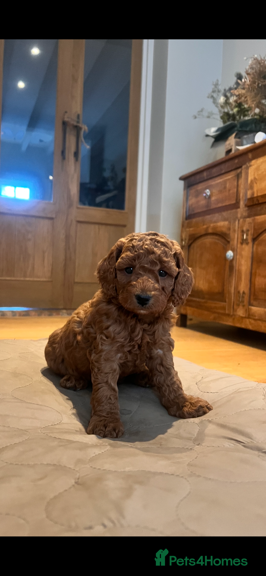 Cockapoo dogs for sale: Adorable cockapoo puppies ready 23.12.25   - Advert 8