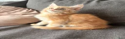 Maine Coon cats for sale: Sweet teddy bears. 🧸 🐈‍⬛ - Advert 30