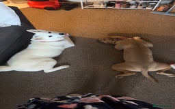 Mixed Breed dogs for sale: Snowy - Image 8
