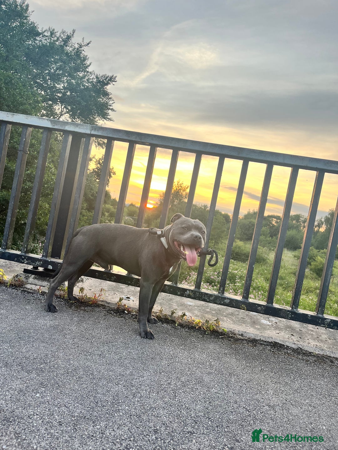 Staffordshire Bull Terrier dogs for sale: Kc registered Staffy for rehome 5 ⭐️ home needed  - Image 1