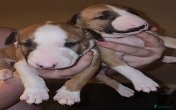 English Bull Terrier dogs for sale: English bull terrier  - Image 18