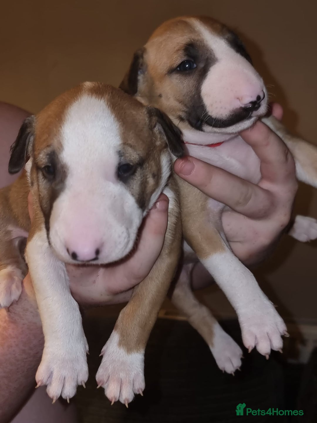 English Bull Terrier dogs for sale: English bull terrier  - Image 18
