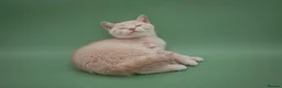 British Shorthair cats for sale: Rare Champion-Line Cream British Shorthair Girl - Advert 4
