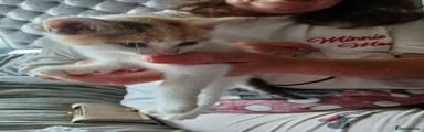 Mixed Breed 6