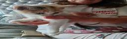 Mixed Breed cats for sale: Kittens ready to look for homes  - Advert 7