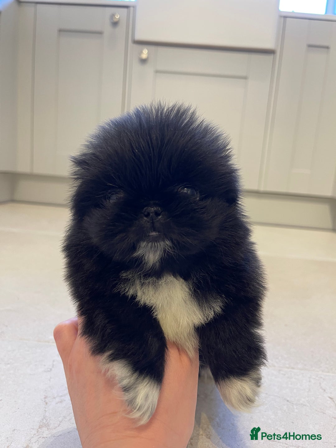 Pekingese dogs for sale: Gorgeous KC registered Pekingese Puppies  - Advert 12