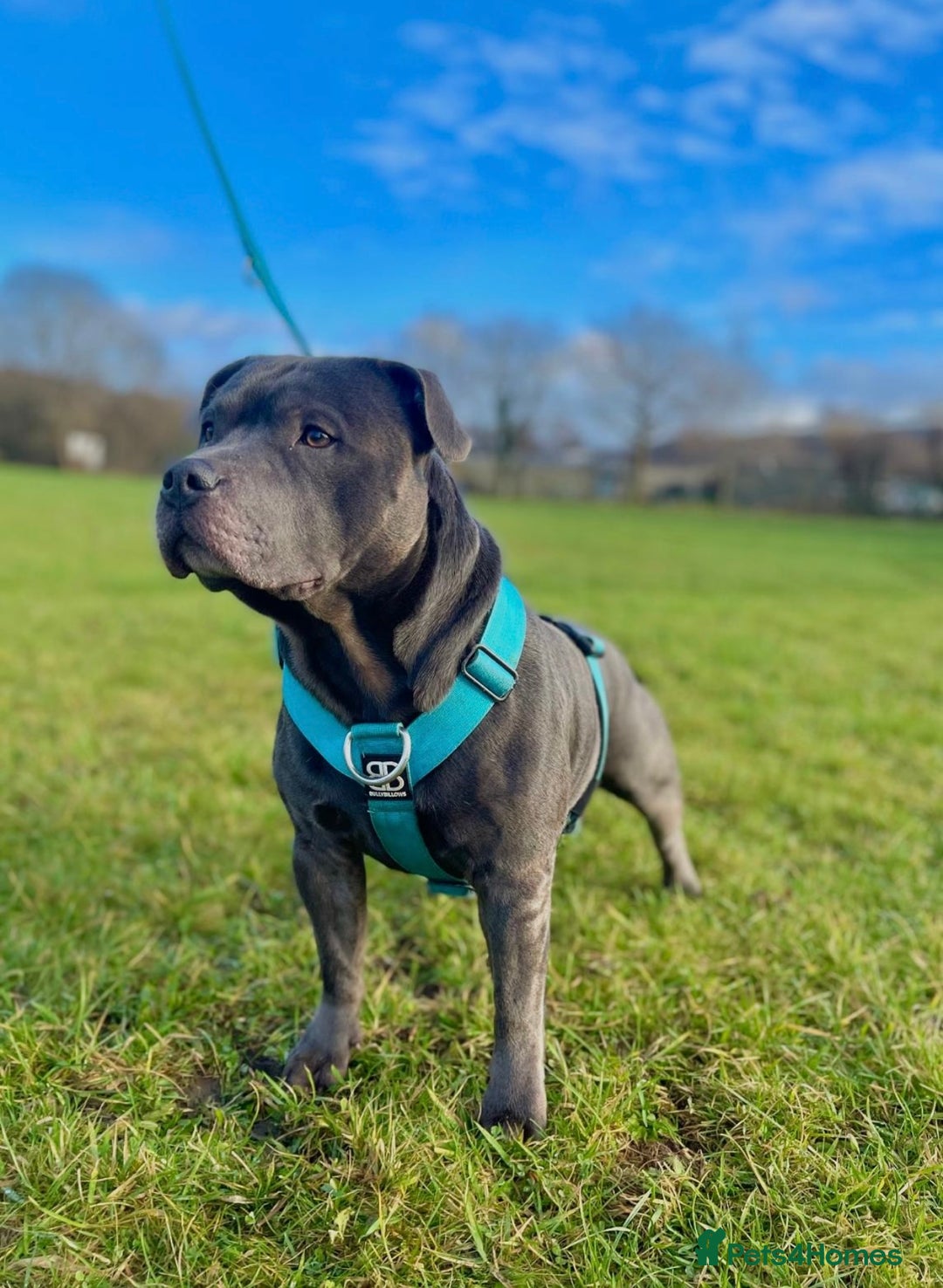 Staffordshire Bull Terrier dogs for sale: Blue Staffordshire Bull Terrier Champion Pup - Advert 15