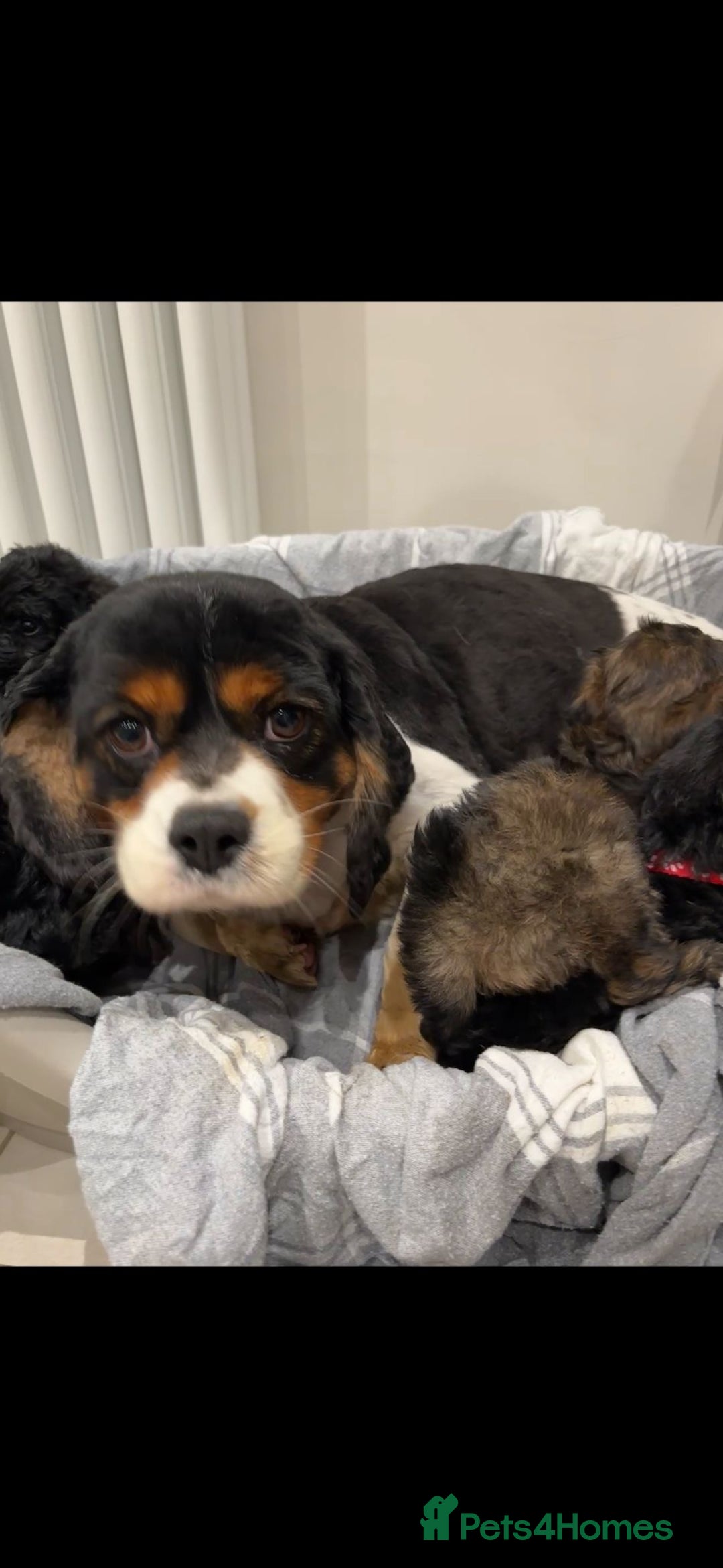 Cavapoo dogs for sale: F1A Cavapoos - Advert 29