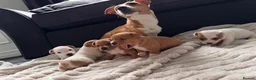 Jack Russell dogs for sale: Jack Russell puppies  in Rotherham - Advert 2