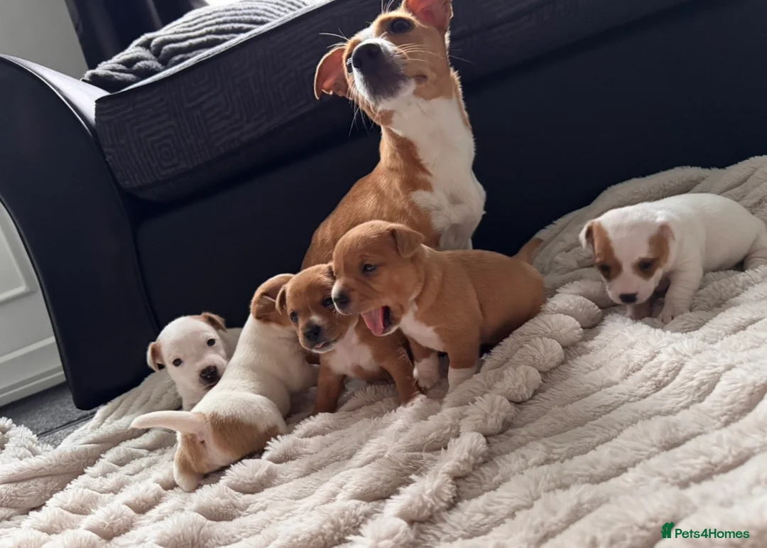 Jack Russell dogs for sale: Jack Russell puppies  in Rotherham - Advert 2