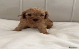 Cavapoo dogs for sale: Dream Cavapoo puppies, DNA Clear, Home Raised - Image 10