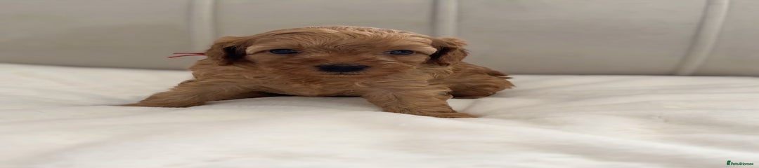Cavapoo Puppy 3 - DASH 