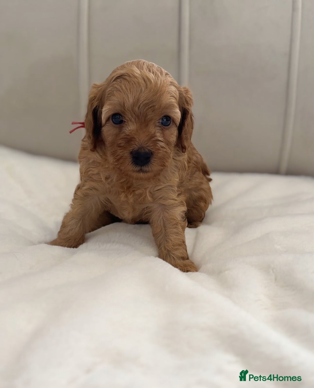 Cavapoo dogs for sale: Dream Cavapoo puppies, DNA Clear, Home Raised - Image 10