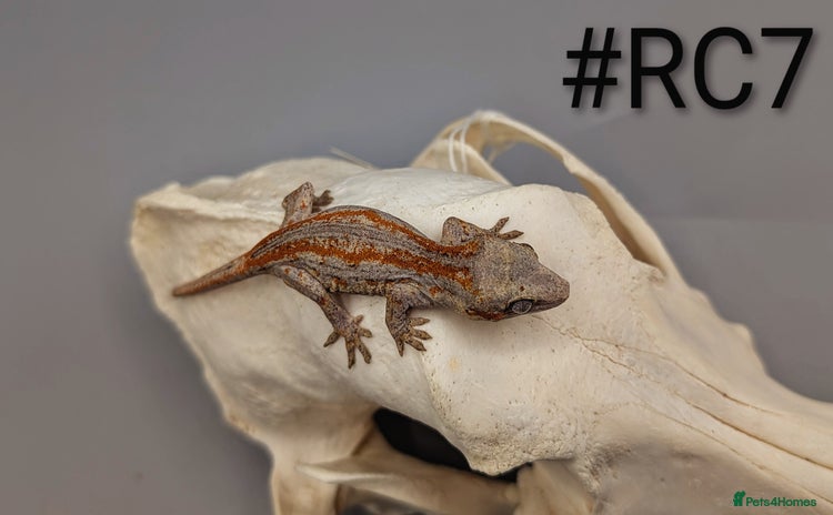 Gecko reptiles - Advert 3