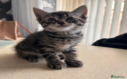 Domestic Shorthair cats for sale: grey Kitten Domestic shorthair  - Image 2