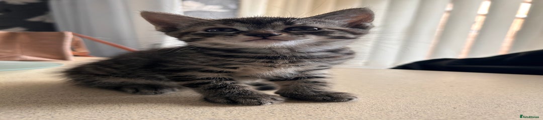Domestic Shorthair Kitten 1