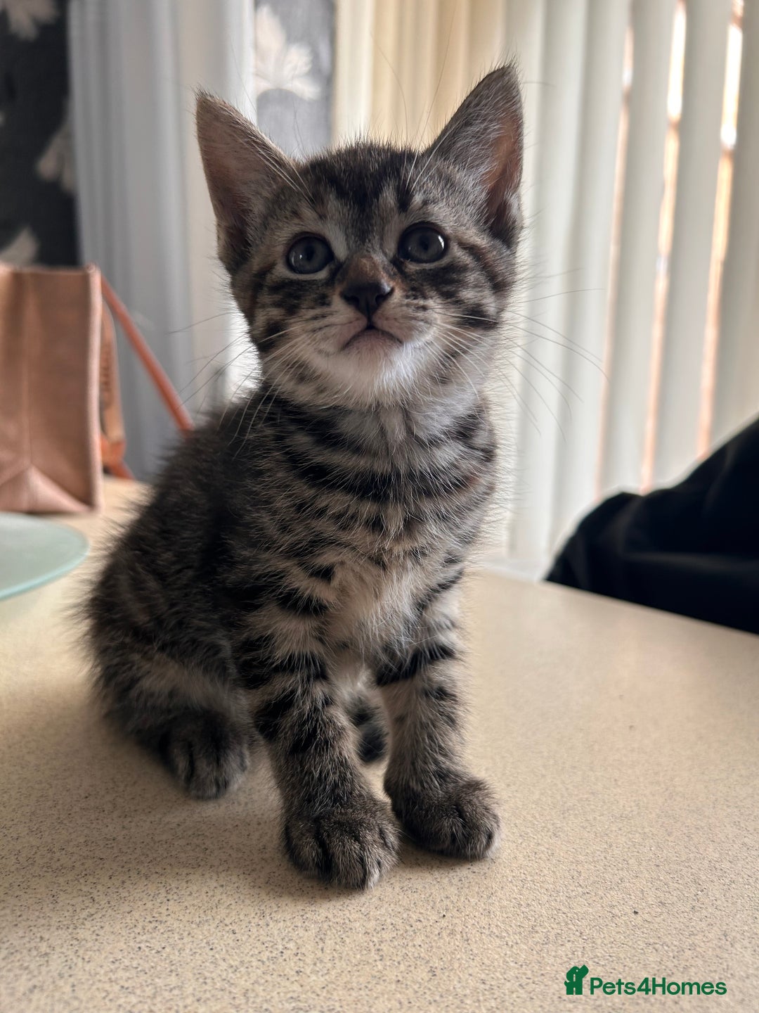Domestic Shorthair cats for sale: grey Kitten Domestic shorthair  - Image 2