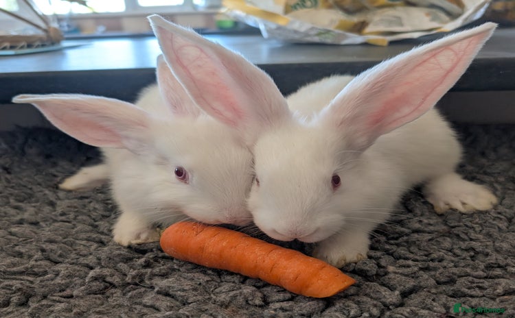 French Lop rabbits - Advert 2