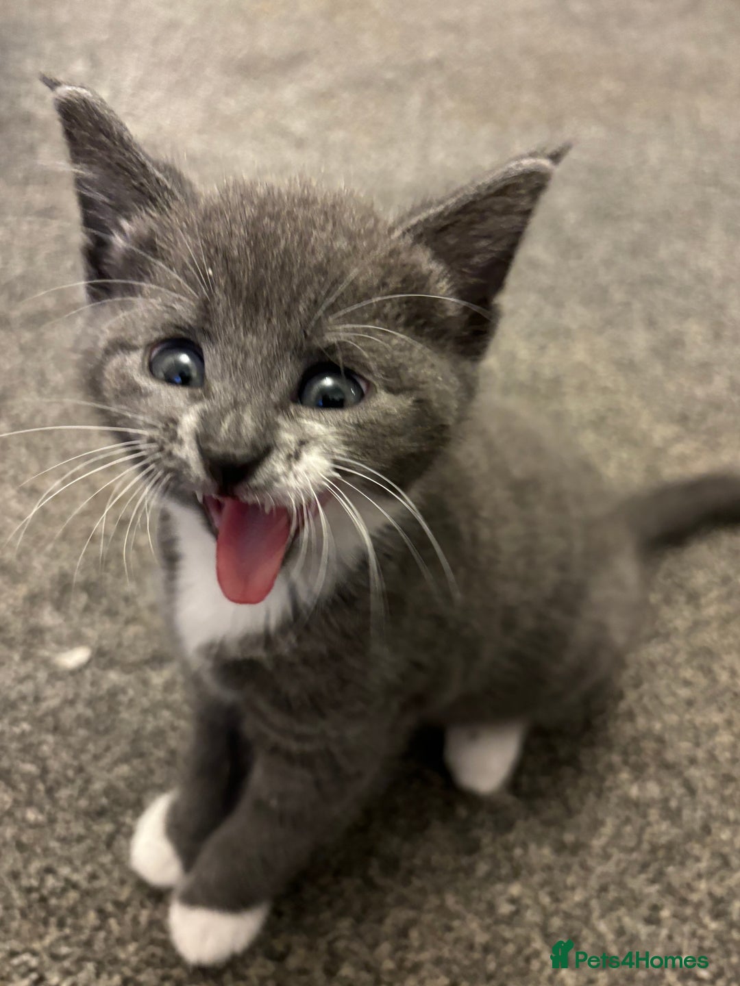 Mixed Breed cats for sale: Beautiful kittens ready for 5/11/28 - Image 18