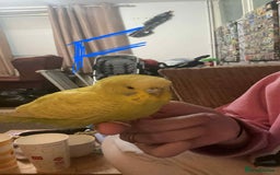 Budgerigars birds for sale: Male and female Budgies (unsure of exact age)? - Image 5